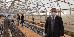 Bingöl'de ilk kez ceviz ve badem aşılı fidan üretimine geçildi