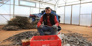 Bingöl'de üretilen ceviz ve badem fidanları, 8 ilde toprakla buluşturulacak