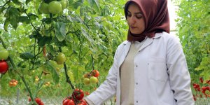 "Kış kenti"nde termal suyla ısıtılan serada yılda 1700 ton domates üretiliyor