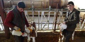 Muş'ta 100 bin buzağı doğumu bekleniyor