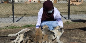 Erzincan'da annesi ölen 7 minik köpeğe, yavruları hastalıktan ölen başka bir köpek bakıyor