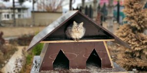 TOKİ inşaatlarının atık malzemeleri sokak hayvanları için sıcak yuvaya dönüşüyor