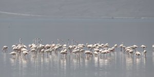 Flamingolar Erçek Gölü'ne bu yıl erken geldi