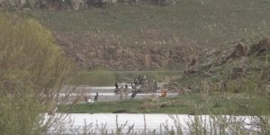 Kars Baraj Gölü su kuşlarıyla doldu