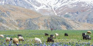 Tunceli'nin dağ köylerinde açan 'süsen çiçekleri' göz kamaştırıyor
