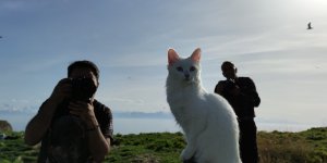 Astronot Rubins'e hediye edilecek Van kedisi Çarpanak Adası'nda podyuma çıktı