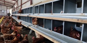 Ağrı’da köyüne dönen emekli memur Ömer Besim Üregil, kurduğu tavuk çiftliğinde günde 900 yumurta üretiyor