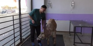 Kars'ta buzağılarda korona virüs görüldü