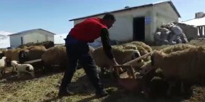 Devlet desteği alan eski hükümlü, küçükbaş hayvan besiciliği işine başladı