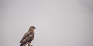 Kuş cenneti Kuyucuk Gölü ilkbaharda göçmen misafirleriyle şenlendi