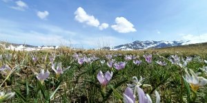 Kardelenlerin karlı dağlarla buluşması görsel şölen sunuyor