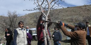 Malatya'da kırsaldaki ahlat ağaçları aşılanarak "Akçadağ armuduna" dönüştürülecek