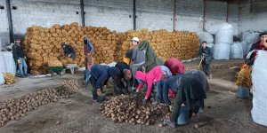 TMO'nun patates alımı açıklaması Bitlisli çiftçileri sevindirdi