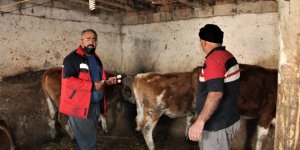 Iğdır'da aşı küpe ve hayvan tespit çalışmaları devam ediyor