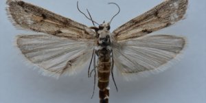 Ağrı Dağı'nda yeni bir kelebek türü tespit edildi