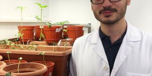 Girişimci akademisyenler yüzde 100 saf ayçiçeği tohumu geliştirdi