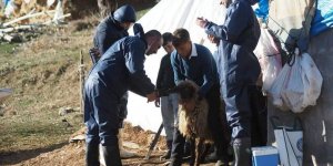 Bitlis'te hayvan hastalıklarına karşı aşılama çalışması