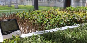 Battalgazi'de cam seralarda süs çiçekleri yetiştiriciliyor