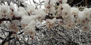 Malatya'da zirai don nedeniyle oluşan hasar tespit ediliyor