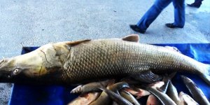 Erzincan'da Fırat Nehri'nde dev Turna balığı yakalandı