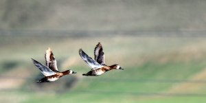 Göçmen kuşların Afrika- Asya yolculuğunun mola noktası: Ekşisu Sazlığı Sulak Alanı