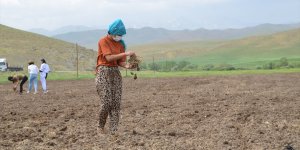 Yüksekova'da kadınlar tarımsal üretimde söz sahibi oluyor