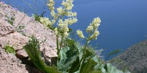 Uzmanlardan yayla muzu (uşkun) uyarısı
