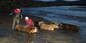 Ağrı'da nehir kenarında çamura saplanan 17 büyükbaş hayvan kurtarıldı