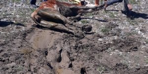 Ağrı'da nehrin kenarında çamura saplanan 2 ineği itfaiye kurtardı