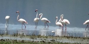 Van Gölü Havzası'nın narin kuşları flamingolar
