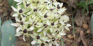 Tunceli'de "Azizabdal soğanı" adı verilen yeni bitki türü keşfedildi