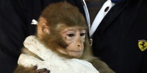 Gürbulak Gümrük Kapısı'nda yakalanan maymunlar Gaziantep'teki hayvanat bahçesine gönderildi