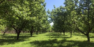 Iğdır'da kayısı rekoltesinin 40 bin tonun üzerine çıkması bekleniyor