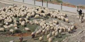 Doğu Anadolu'da vaka sayısının en yüksek olduğu il Erzincan oldu