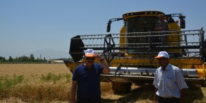 Doğu'nun Çukurova'sında buğday hasadı başladı