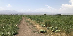 "Doğu'nun Çukurovası"nda karpuz hasadı başladı