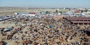 Ağrı Hayvan Borsası'nda Kurban Bayramı hareketliliği başladı