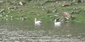 Kars'ta baraj gölünde kuş sesleri yükseliyor