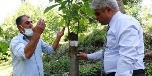 Verimden düşen ceviz ağaçları ekonomiye kazandırılıyor