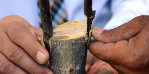 Bitlis'te verimden düşen ceviz ağaçları aşılanıyor