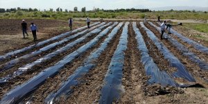 “Meyve yetişmez” denilen Ağrı’da devlet destekli seralarda 240 ton çilek rekoltesi bekleniyor
