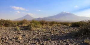 Kökleriyle toprağı tutan ebucehil çalısı Iğdır'da kum fırtınasına da set oldu
