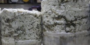 Otlu peynirde kullanılan bitkiler yok olma riski altında