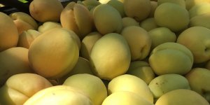 "Doğu'nun Çukurova'sı"nda kayısı hasadı başladı