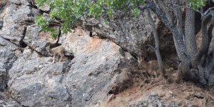 Munzur Vadisi Milli Parkı yaban keçisi yavrularıyla şenlendi