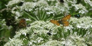 Van'daki vadiler rengarenk kelebeklere ev sahipliği yapıyor