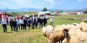 'Köyümde Yaşamak İçin Bir Sürü Nedenim Var' projesi kapsamında üreticilere koyun dağıtıldı