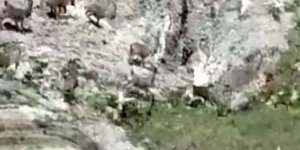 Tunceli'de çengel boynuzlu yaban keçi sürüsü görüntülendi