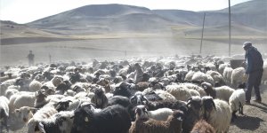 30 koyunla başladı, devlet desteğiyle çiftlik kurdu