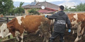 Erzincan'da hayvanlar kenelere karşı ilaçlanıyor